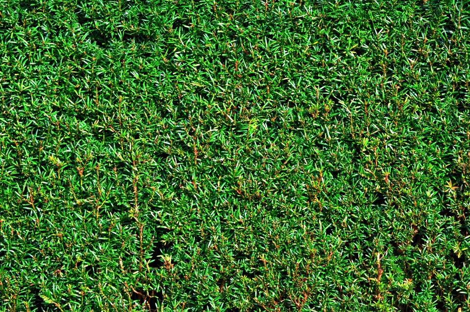 Hedge shorn hedge clipped hedge