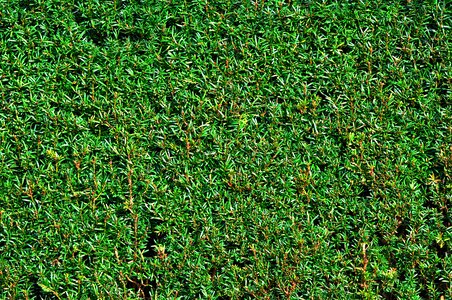 Hedge shorn hedge clipped hedge photo