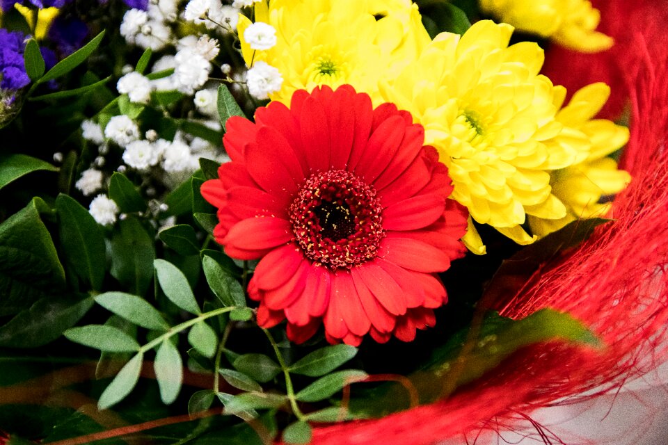Flowers bouquet cut flowers
