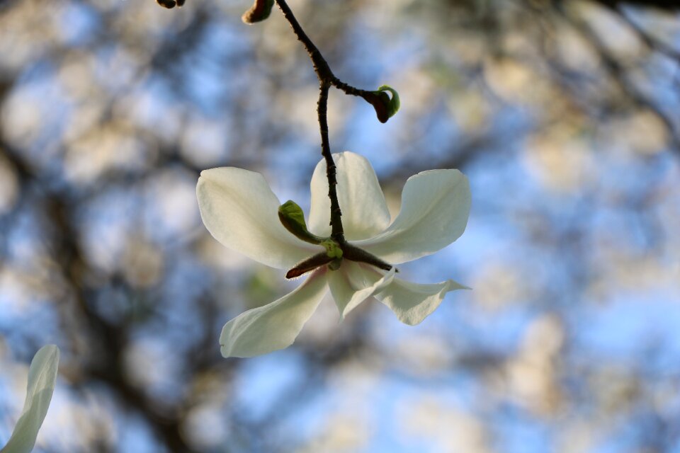 Plant tree magnolia