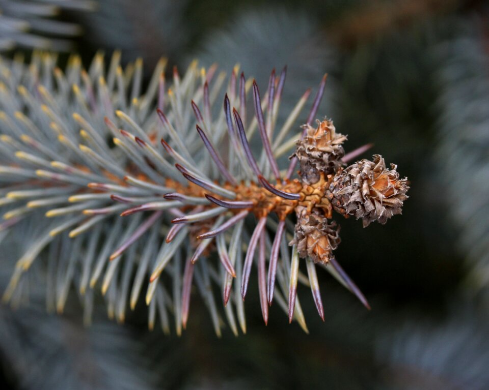 Brad flower inflorescence