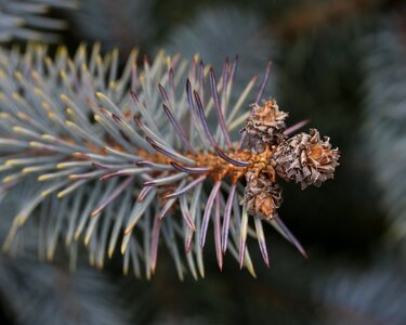 Brad flower inflorescence