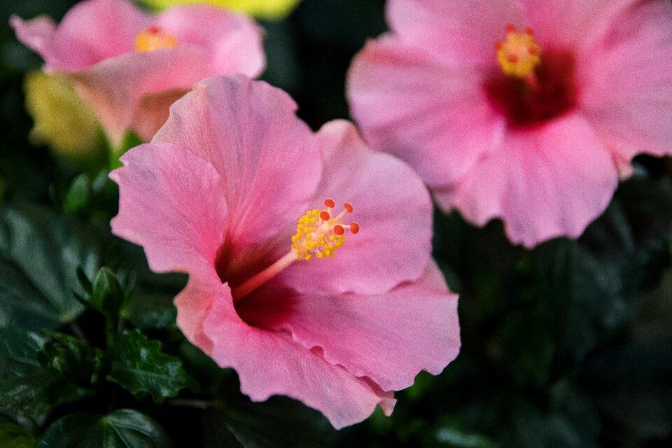 Bloom flower pink