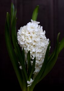 Hyacinth white flower photo