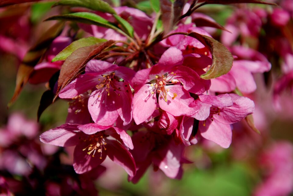 Plant leaf blooming