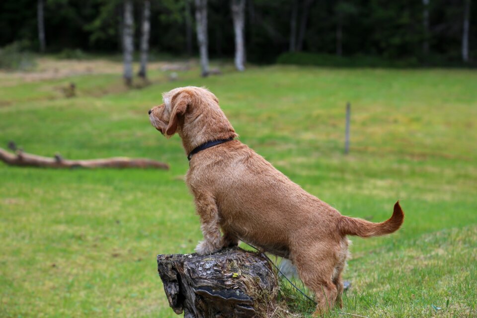 Nature stump watching