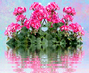 Balcony plant flower blossom