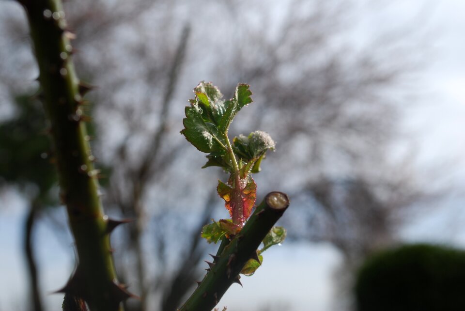 Nature leaf flower