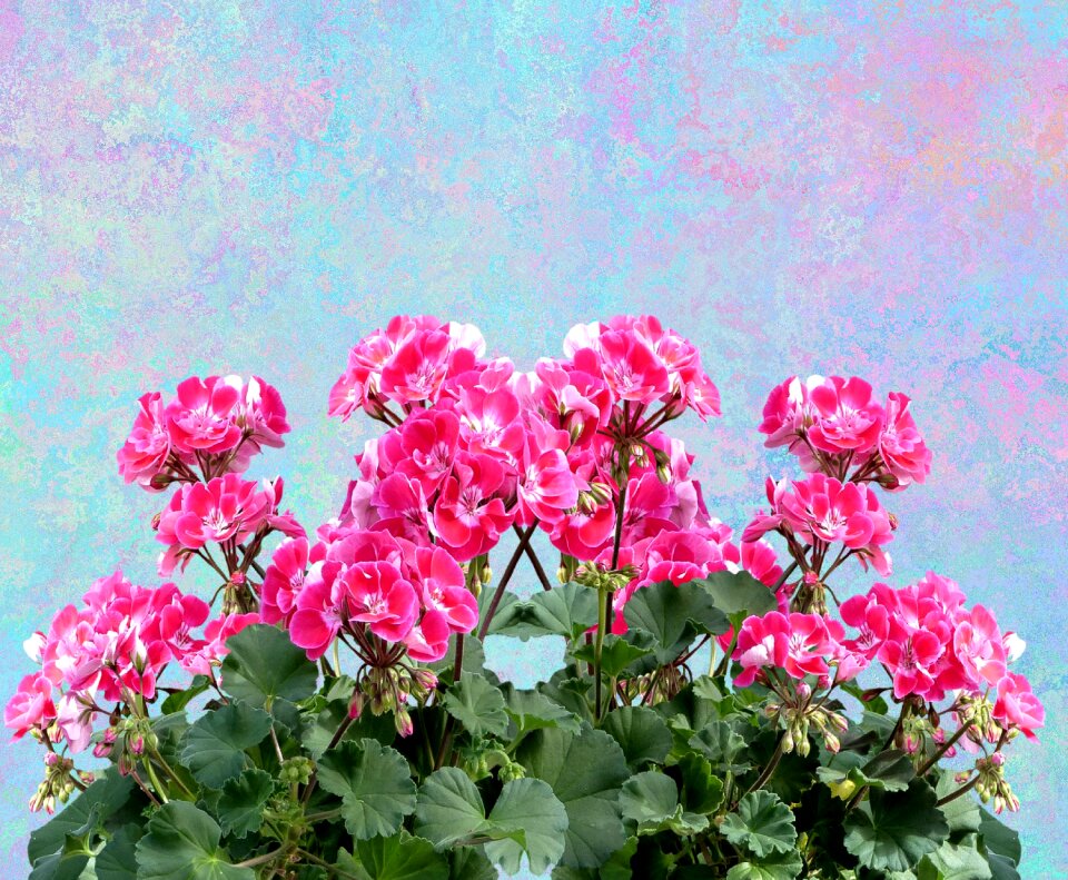 Balcony plant flower blossom