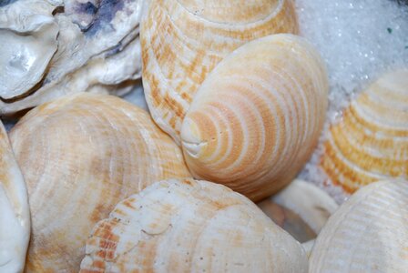 Shell memory scallop