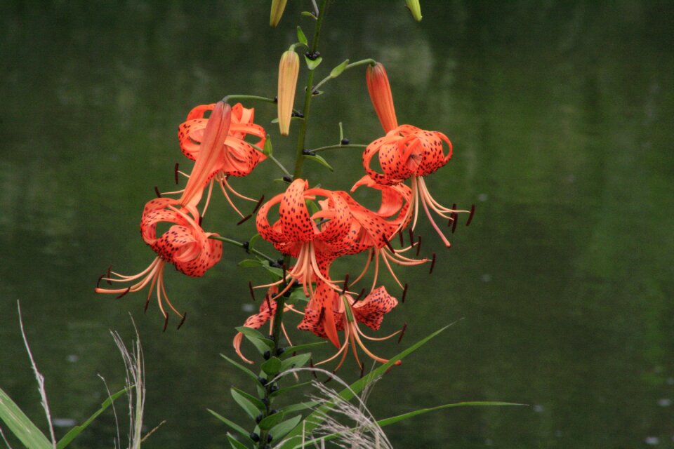 Lily flowers straw room