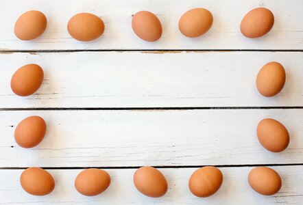 Egg yolk white space border photo