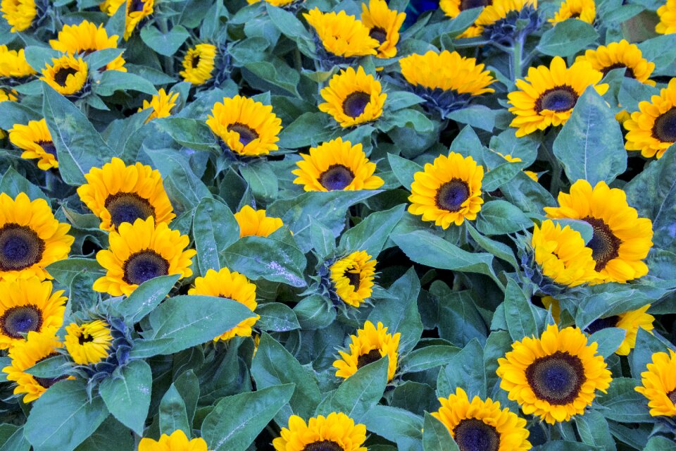 Summer garden sunflower