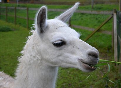 Herbivore nature domestic animal
