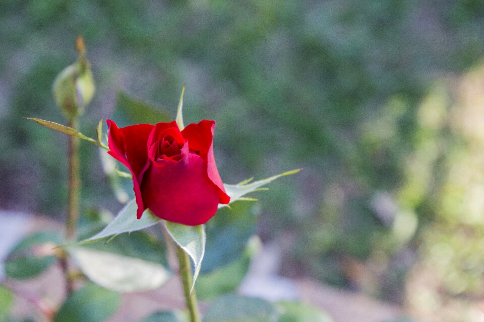 Leaf outdoors red rose