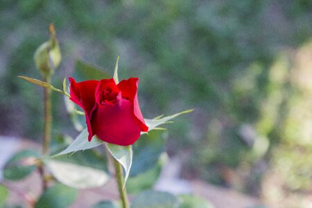 Leaf outdoors red rose