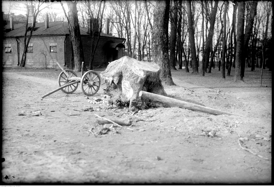 Narcyz Witczak-Witaczyński - Wycinanie topoli (107-629-8)