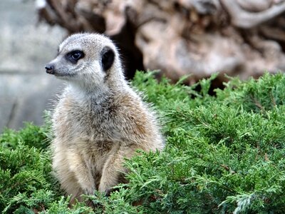 Savanna mammal zoological garden