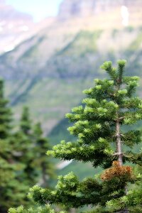 Travel wilderness tourism