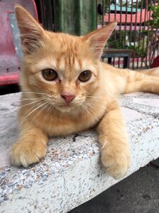 Cat the orange cat Free photos