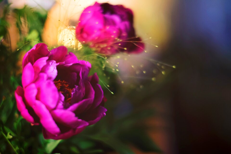 Petal bloom nature