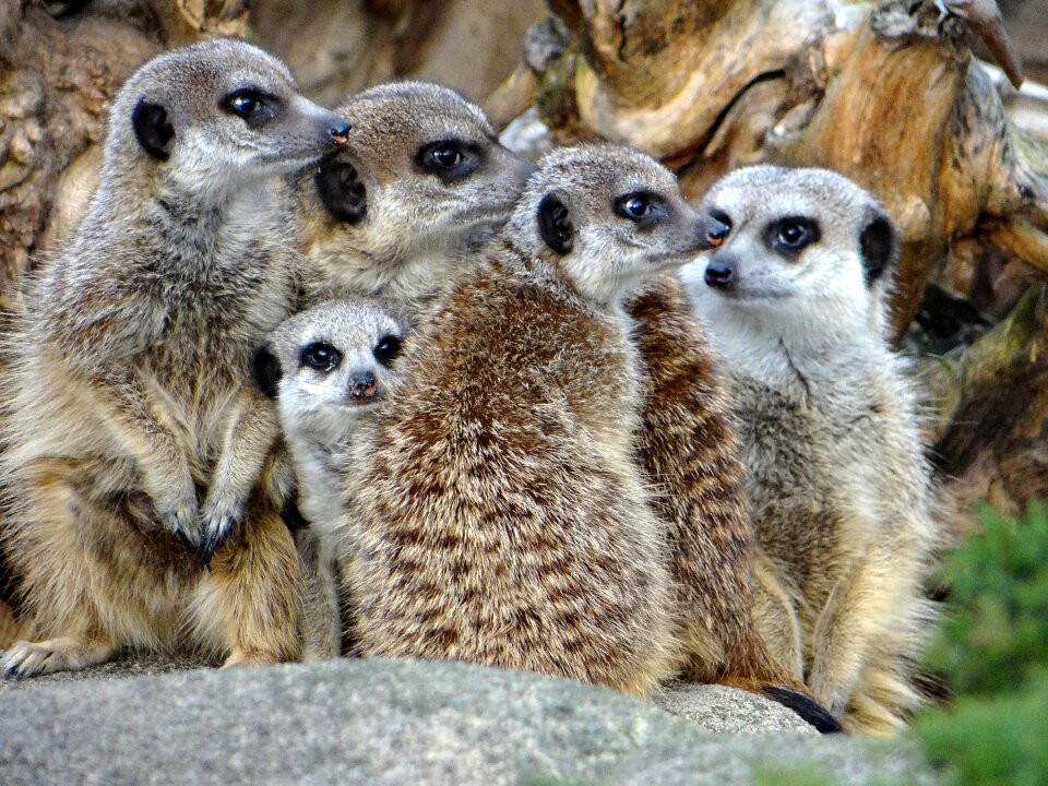 Savanna mammal zoological garden