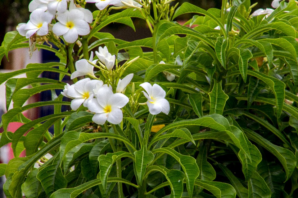 Leaf garden white flower