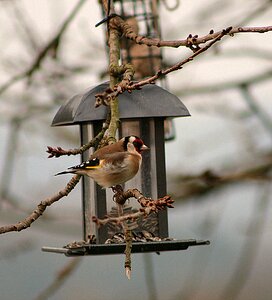 Animal world goldfinch songbird