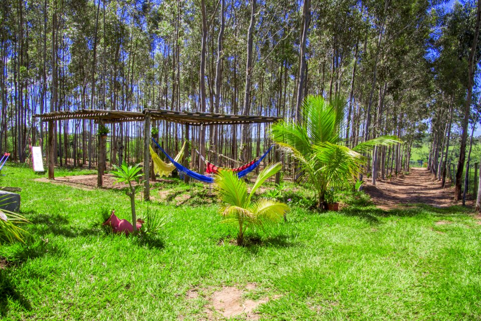 Plant summer landscape