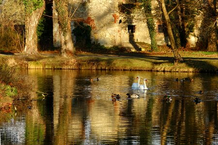 River swans ruin