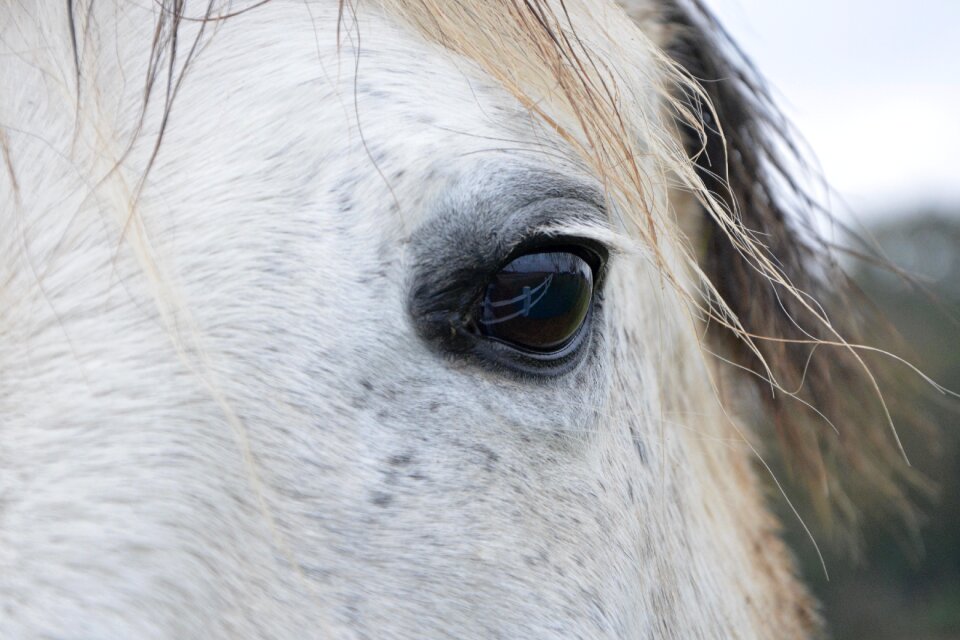 Horse color white nature pre