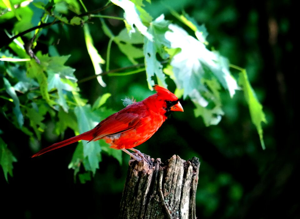 Song bird nature wildlife photo