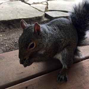 Rodent wild fur