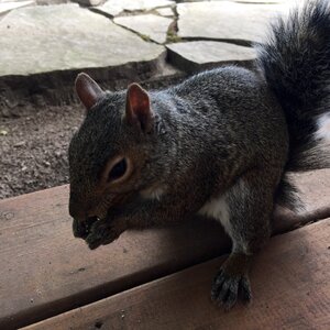 Rodent wild fur photo