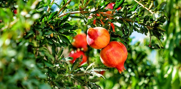 Tropical green tree green fruits