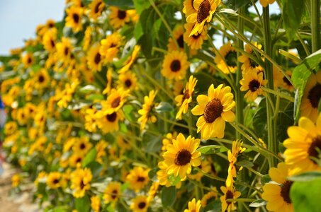 Sunflower flowers bunch of sunflower