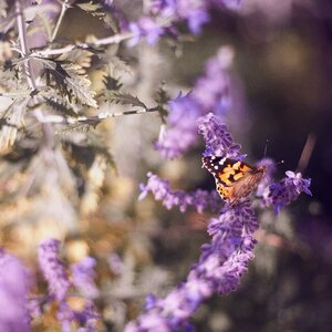 Purple flower lavender photo