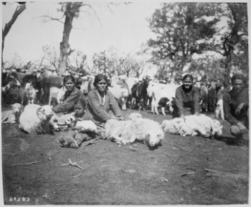 Navajo women shearing sheep - NARA - 530946