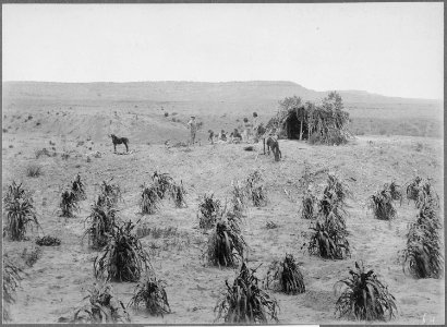 Navajo hogan and cornfield near Holbrook, Arizona, 1889 - NARA - 523554