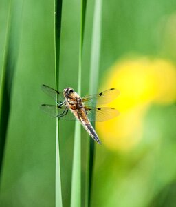 Nature dragonfly animal photo