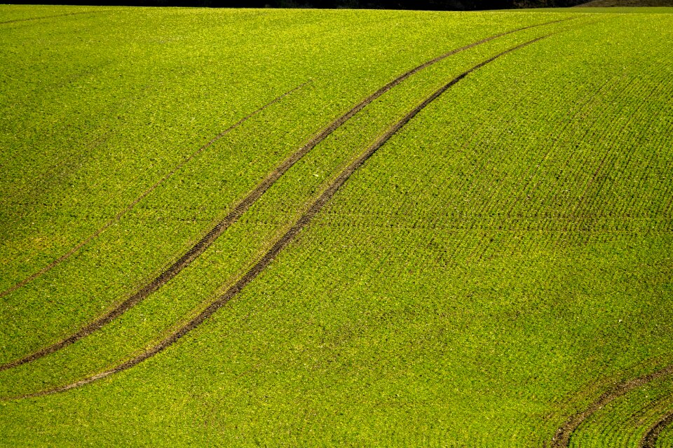 Field abstract green