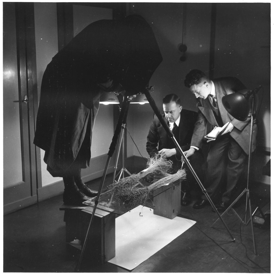 Netherlands. Marshall Plan contributed insecticides have been helping combat plant diseases and improve corps. Here a... - NARA - 541716