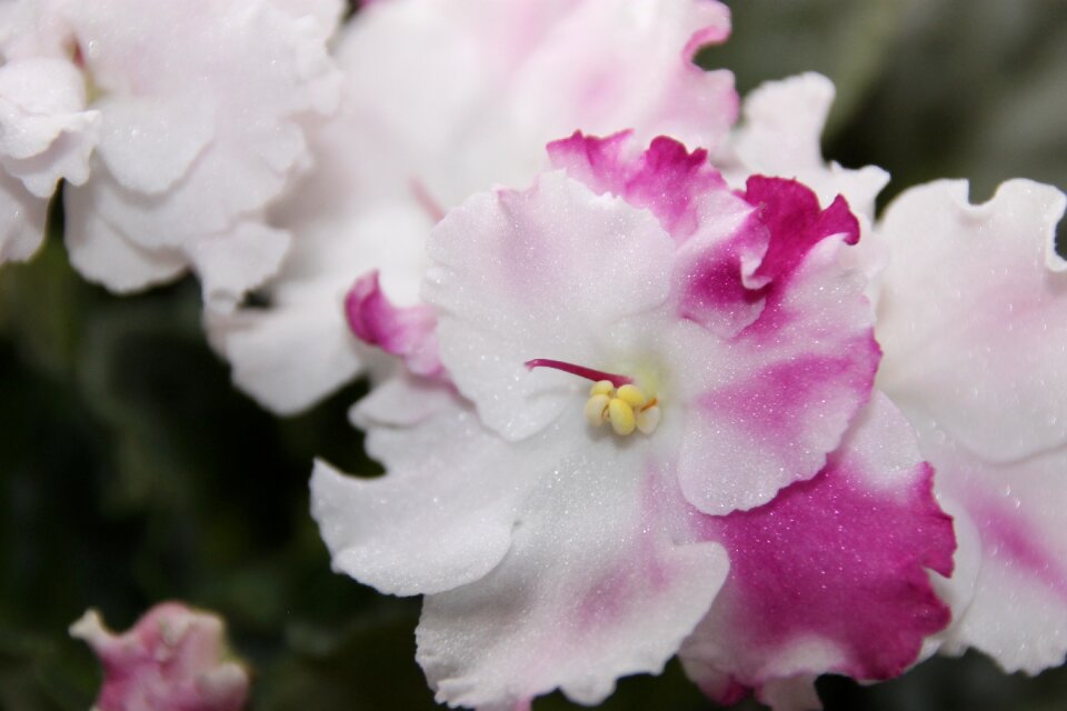 Violet plant african