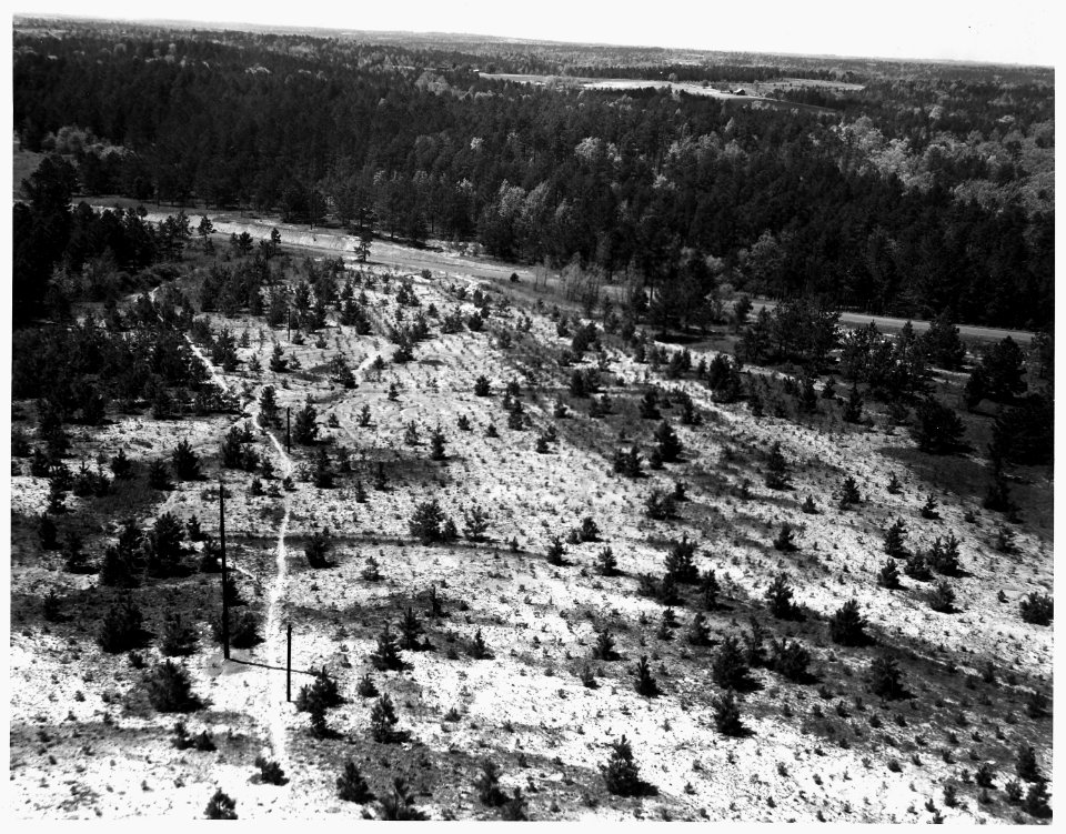 Newberry County, South Carolina. A pine plantation and natural reproduction as seen from a 100' fir . . . - NARA - 522819