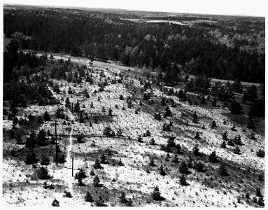 Newberry County, South Carolina. A pine plantation and natural reproduction as seen from a 100' fir . . . - NARA - 522819