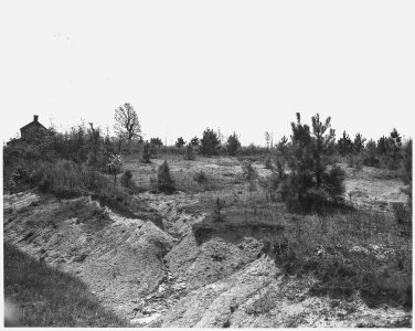Newberry County, South Carolina. An abandonned field that has lost all of its topsoil is being refo . . . - NARA - 522808