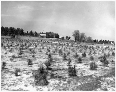 Newberry County, South Carolina. A pine plantation on submarginal farm lands on the Enoree District . . . - NARA - 522782