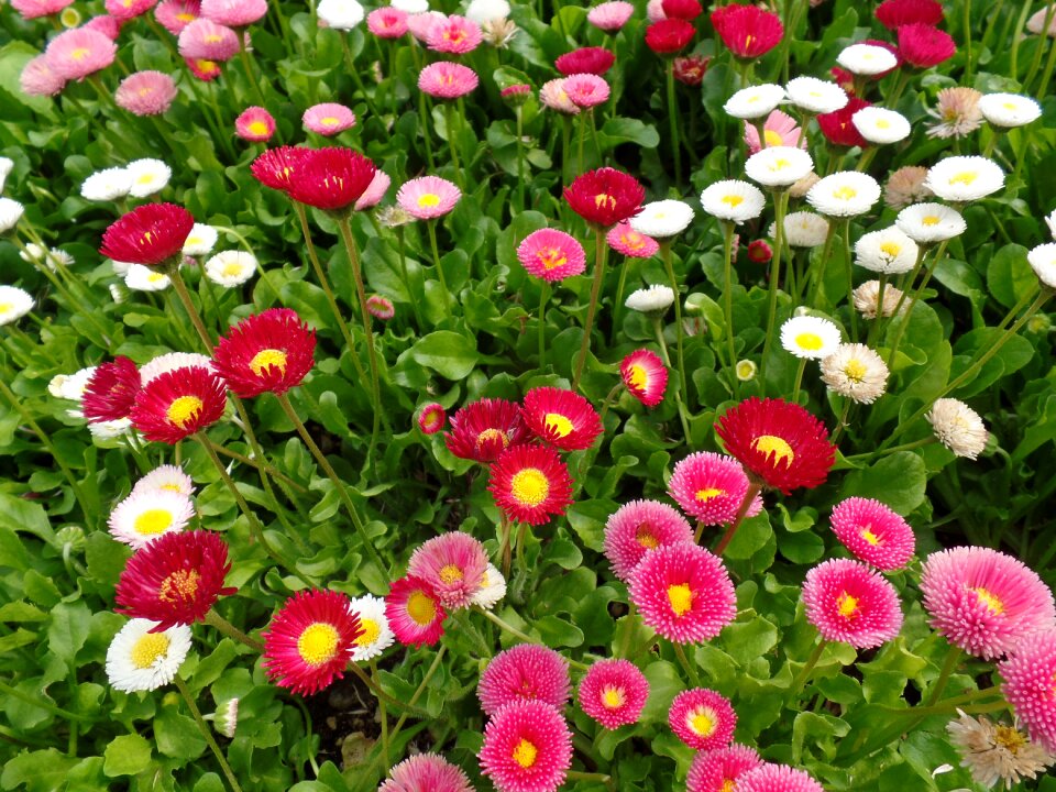 Flowers park plants