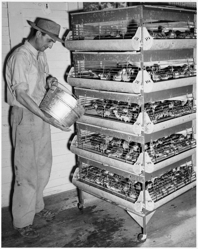 Newberry County, South Carolina. Battery brooder used for starting poults immediately after they co . . . - NARA - 522698