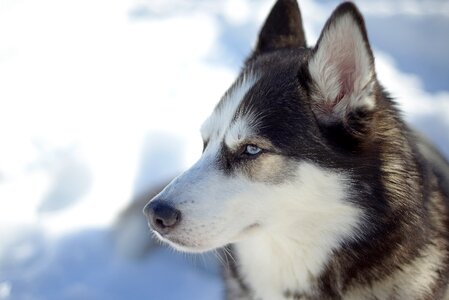 Canine mammal snow